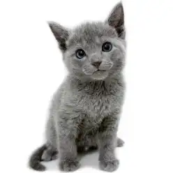 【 ロシアンブルー 】抜群に可愛いお顔！ブルーの被毛が美しい気品溢れる男の子