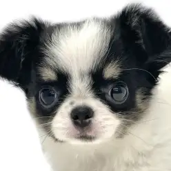 【 チワワ 】小さめボディに大きな瞳が輝く女の子が東日暮里に登場