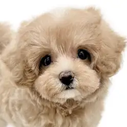 【 マルプー 】マルチーズ✕トイプードル!アニメの世界からやってきた美少女!