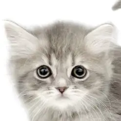 【 ラガマフィン 】まん丸フェイスが愛らしい上品なブルータビーの女の子！