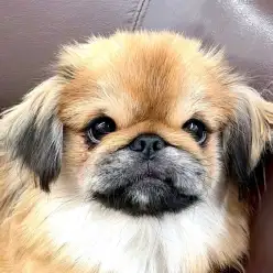 【 ペキニーズ 】志村Times16号!可愛さを更新中の癒し代表ペキニーズちゃん