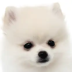 【 ポメラニアン 】可愛さ無限大！極上ポメラニアンが横浜元町店にやってきた！！