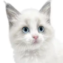 【 ラグドール 】優しい瞳の元気いっぱいな甘えん坊な美猫登場!