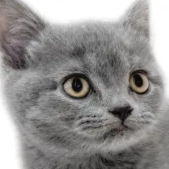 【 ブリティッシュ 】父はICCダブルチャンピオン！サラブレッドたる可愛らしさ！