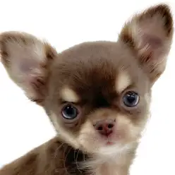 【 チワワ 】お顔も性格もプレミアムな男の子!!
