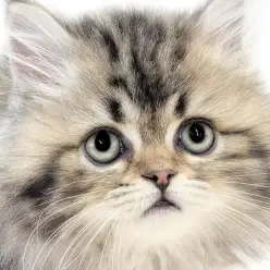 【 ラガマフィン 】エレガントと可愛いのコラボ!穏やかで懐っこい適応力抜群男子!