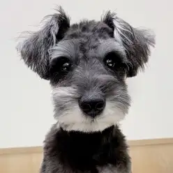 【 シュナウザー 】鶴ヶ島っ子シュナちゃんの成長ブログ！