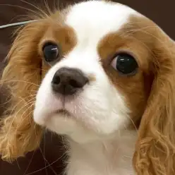 【 キャバリア 】志村タイムズ17号!キャバリアちゃんのおもちほっぺをご覧あれ!