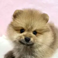 【 ポメラニアン 】きょとんとした顔に釘付け!たぬき顔ポメが襲来しました!