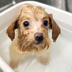 【 MIX 】さぁワタシは誰でしょう？濡れると別犬。乾くと美少女爆誕！！！