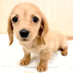 【 ミニチュアダックスフント 】困り顔の癒し系イエローダックスちゃん!