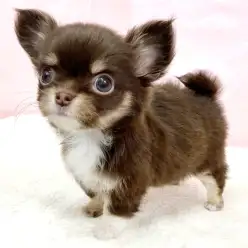 【 チワワ 】極小ボディに詰まったプレミアムな可愛さ!チョコタンカラーの女の子!