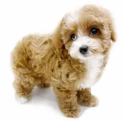 【 MIX 】生後2ヶ月ですでに整った顔立ち！悶絶級の可愛さのマルプー