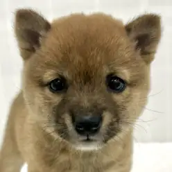 【 豆柴 】生後2ヶ月の女の子｜赤の美しさと素直さが魅力！