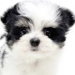 【 チワマル 】チワワとマルチーズの大人気MIX！希少な毛色が愛らしい女の子