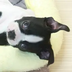 【 ボストンテリア 】仲間入りして1週間経過!見た目に反して癖強?!なボスちゃん