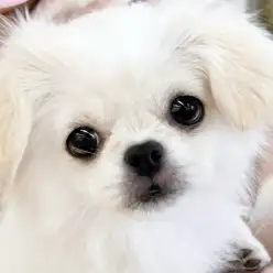 【 チワぺキ 】個性派好き必見！完成度が増したチワワとペキニーズのMIX犬に密着