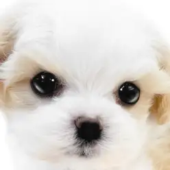 【 MIX 】大人気のキャバリア系ミックス、ブレンハイムが綺麗なマルキャバ！