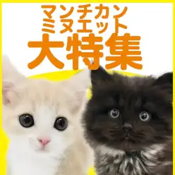 【 マンチカン・ミヌエット特集 】4/30現在在店中の短足にゃんこ特集！最新動画付き！
