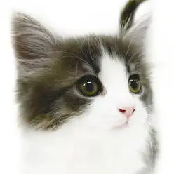 【 ノルウェージャンフォレストキャット 】美しすぎるキティに一目惚れ注意！