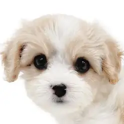 【 MIX 】大人気！！愛嬌たっぷりなキャバションちゃんをちょっぴりご紹介！