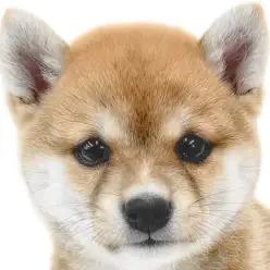 【 豆柴 】得意ポーズをお披露目！小柄なサイズと愛らしい容姿の男の子に大注目！