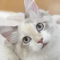 【 ネヴァマスカレード 】コミュニケーション能力抜群な甘えん坊に成長中な女の子!