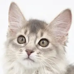 【 ソマリ 】パパはICCダブルチャンピオン！マルワンプレミアムの称号を得た美猫