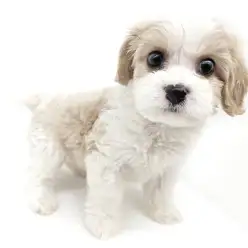 【 キャバション 】激レアMix！これぞ究極のぬいぐるみワンコ！