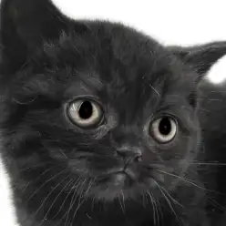 【 ミヌエット 】短足、黒猫！レアな人気要素を兼ね揃えた子猫と出会いのチャンス！