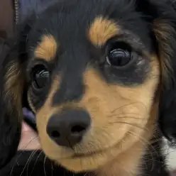 【 ダックスフント 】愛に溢れた相棒犬！遊びと触れ合いが好きな小柄サイズの女の子