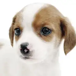 【 ジャックラッセルテリア 】遊びの天才！アウトドア好き必見の最高の相棒！