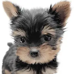 【 ヨークシャーテリア 】美しい被毛を持った甘えん坊！つぶらな瞳の王子さま