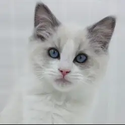 【 ラグドール 】生後4ヵ月！美男子に成長中。