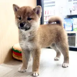 【 柴犬 】優しい遊び方がキュート!むっちりした触り心地の赤柴女子