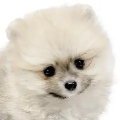 【 ポメラニアン 】濃色クリームセーブルのふわもこ甘えん坊ボーイ