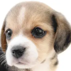 【 ビーグル 】おっとりと賢さを兼ね備えた女の子は将来最高のパートナードッグに！