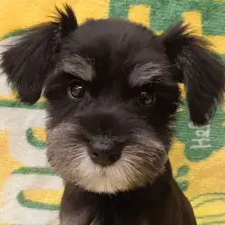 【 ミニチュアシュナウザー 】シュナカットで可愛く大変身！生後2ヶ月半の女の子！