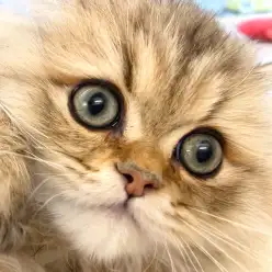 【 ペルシャ 】プレミアム級の可愛さ健在！生後3ヶ月半を迎えた美男子にご注目！