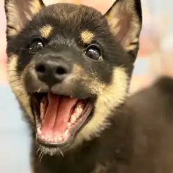 【 豆柴 】カミカミ時期に最適！！コングを使って賢く遊ぼう！