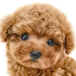 【 トイプードル 】プレミアム認定！サイズ、毛量、容姿全てがハイクオリティな子犬