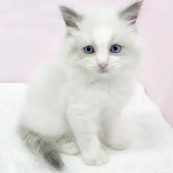 【 ラグドール 】入店初日から甘えん坊炸裂！色白美人なラグドールちゃんをご紹介！