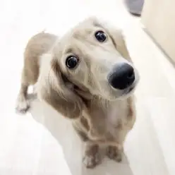 【 ミニチュアダックスフント 】鶴ヶ島っ子ダックスちゃんの成長ブログ！