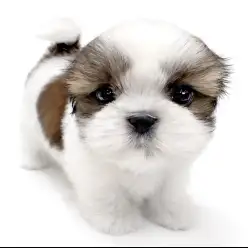 【 シーズー 】遠方からもお問い合わせ多数!絶対会いに来てほしい男の子