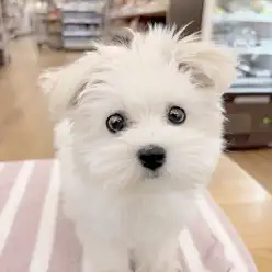 【マルチーズ】 城山っ子成長報告！4月22日