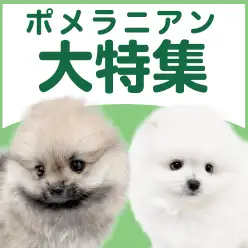 【 ポメラニアン特集 】4/2現在在店中の爆毛わんこ特集！最新動画は必見！