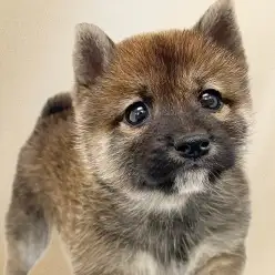 【 豆柴 】争奪戦必須!めったに出会えない胡麻色の男の子が東川口店初登場!