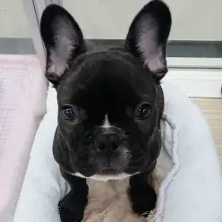 【 フレンチブルドッグ 】むっちりボディが魅力です！