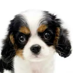 【 キャバリア 】希少なトライの女の子！優しい性格で初めての方にもおすすめ