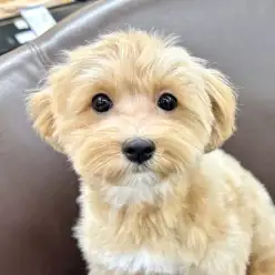 【 ミックス 】志村タイムズ19号！プーマルちゃんが最高級の癒しをお届け！